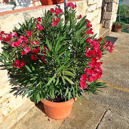 In 37105 * ポセダリェ